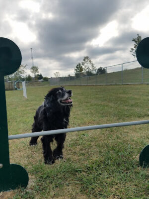 Oberlin Dog Park