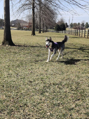 Bridlewood Dog Park