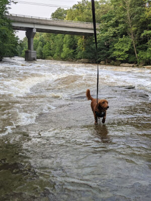 David Fortier River Park