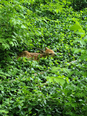 The Dan Waugh nature trail