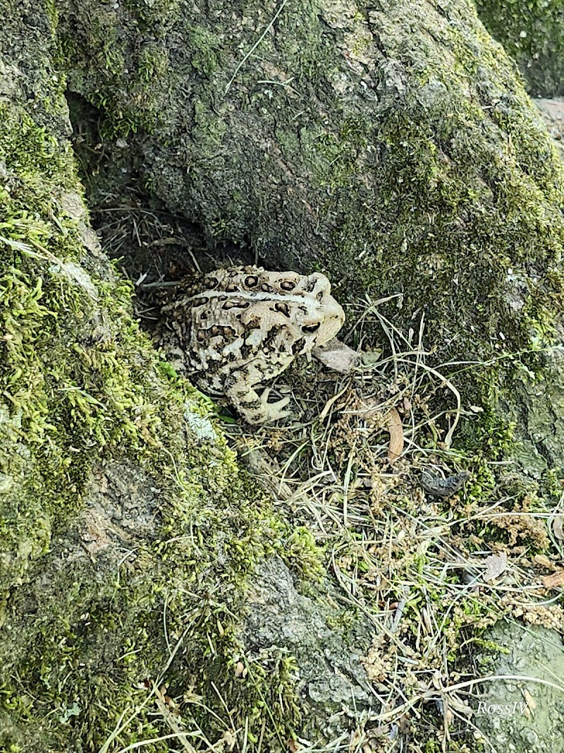 The Dan Waugh nature trail - Olmsted Falls, OH