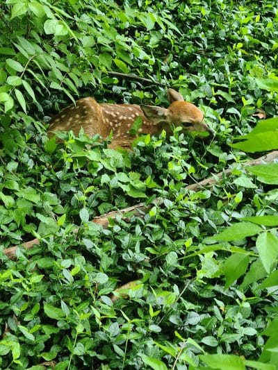The Dan Waugh nature trail - Olmsted Falls, OH