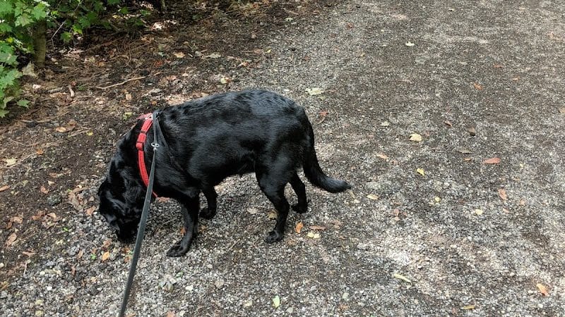 Maize Memorial Dog Park, llc - Ontario, OH