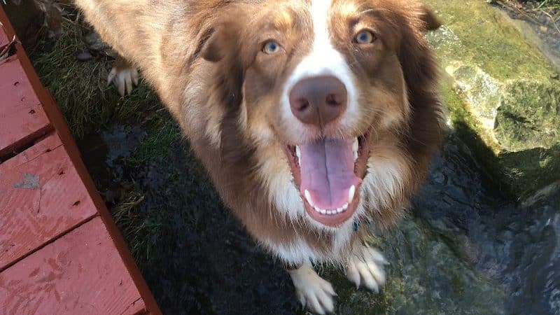 Maize Memorial Dog Park, llc - Ontario, OH