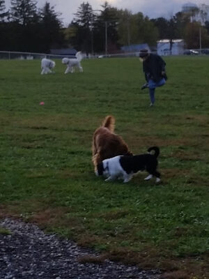 Maize Memorial Dog Park, llc