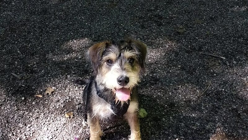 Maize Memorial Dog Park, llc - Ontario, OH
