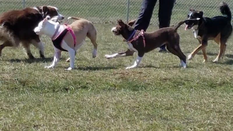 Maize Memorial Dog Park, llc - Ontario, OH