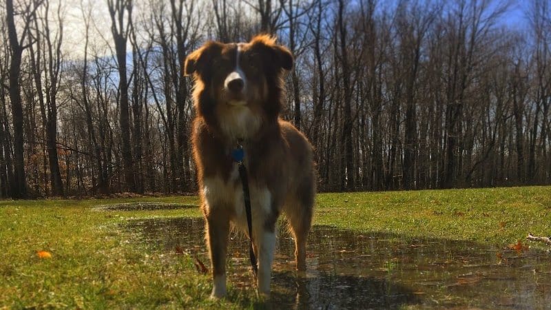 Maize Memorial Dog Park, llc - Ontario, OH