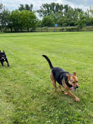 Jake & Cooper's Bark Park (Membership Required)