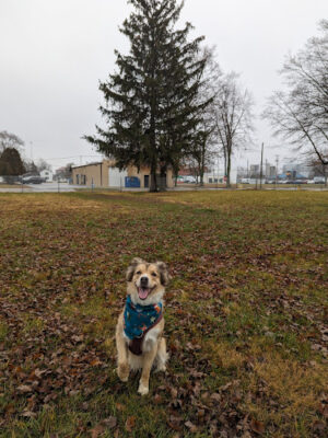 Ali's Dog Park