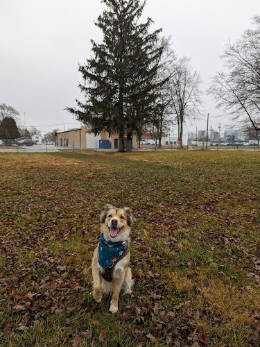 Ali's Dog Park