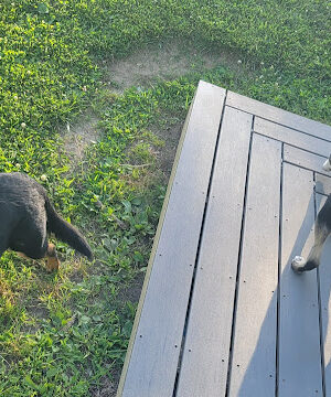 Northside Bark Dog Park