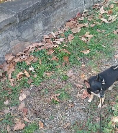 Creekside Shelter at Big Creek Reservation - Parma Heights, OH