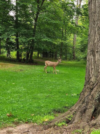 Big Creek Parkway - Parma, OH