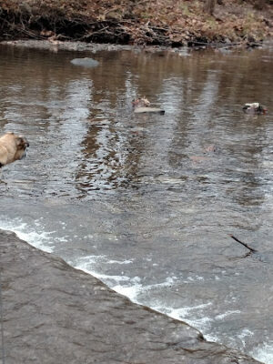 Big Creek Parkway