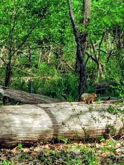 Big Creek Parkway - Parma, OH