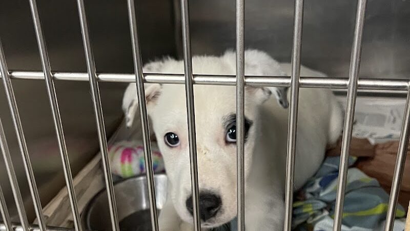 Northeast Ohio SPCA Pet Shelter - Parma, OH