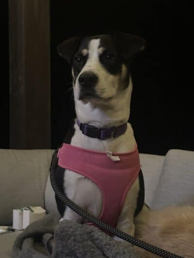 Northeast Ohio SPCA Pet Shelter - Parma, OH