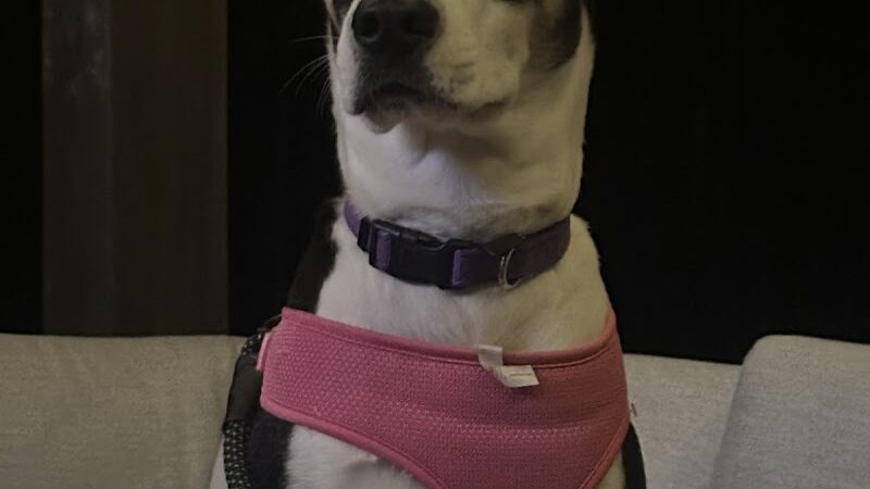 Northeast Ohio SPCA Pet Shelter - Parma, OH