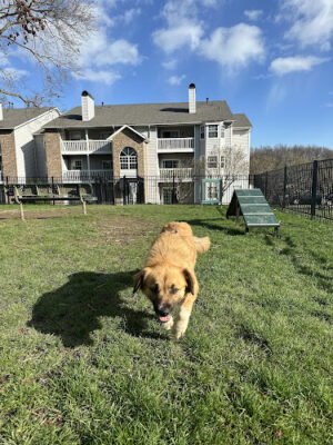 Northeast Ohio SPCA Pet Shelter