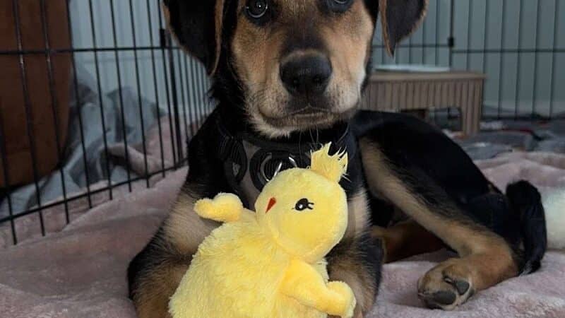 Northeast Ohio SPCA Pet Shelter - Parma, OH