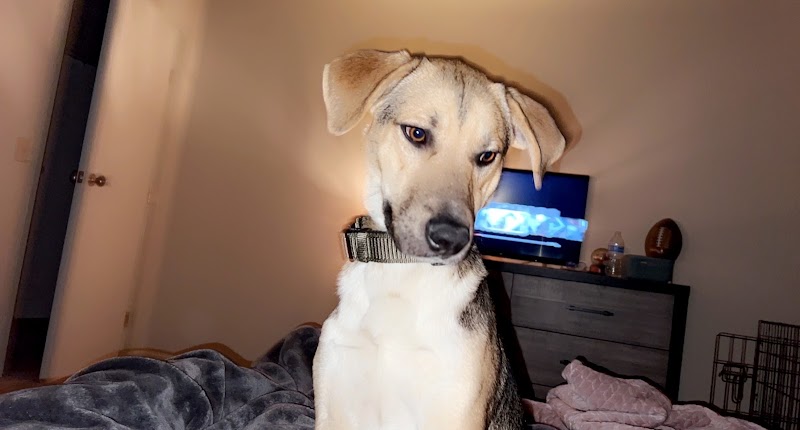 Northeast Ohio SPCA Pet Shelter - Parma, OH