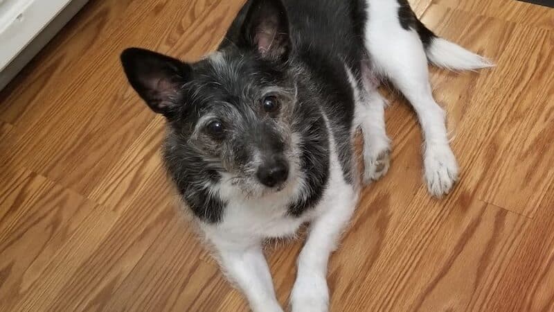 Northeast Ohio SPCA Pet Shelter - Parma, OH
