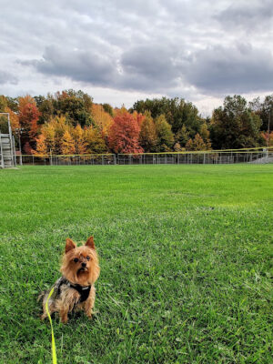 Veterans Memorial Park