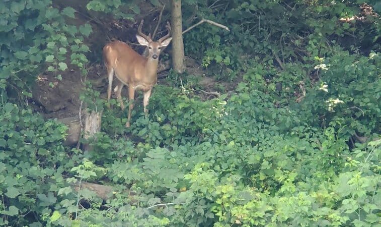 Walters Grove Park - Parma, OH