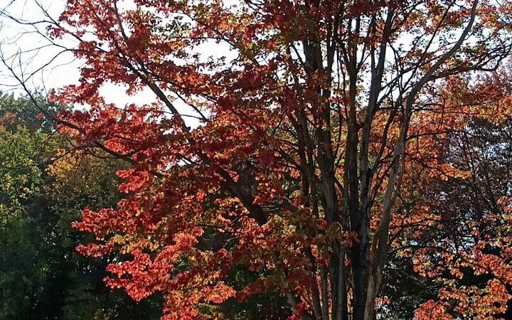 Walters Grove Park - Parma, OH