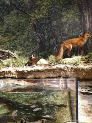 Watershed Stewardship Center