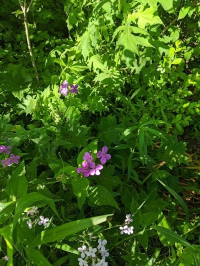 Pataskala Municipal Park - Pataskala, OH