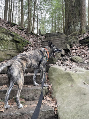 Ledges Overlook