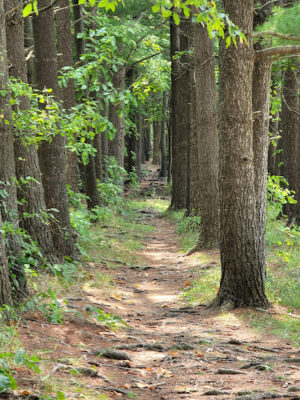 Pine Lane Trailhead_Buckeye Trail