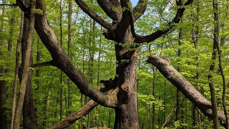 Riding Run Conservation Area - Peninsula, OH