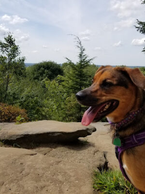 The Ledges Shelter