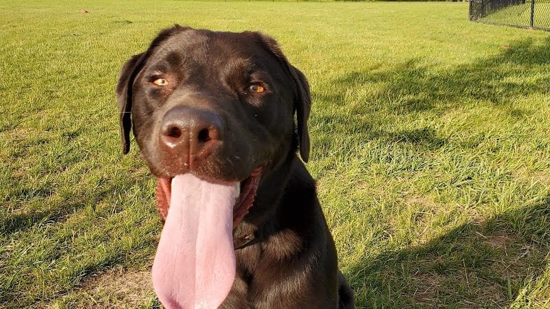 Speelhoffer Dog Park - PERKIOMENVLLE, PA