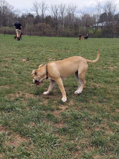 Speelhoffer Dog Park - PERKIOMENVLLE, PA
