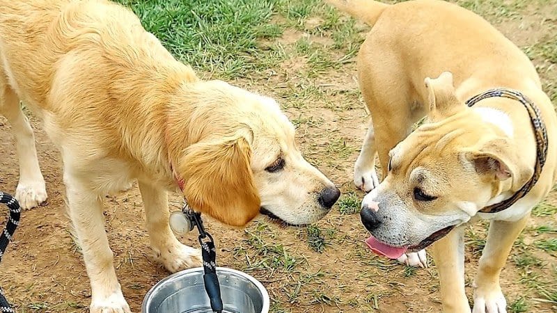 Speelhoffer Dog Park - PERKIOMENVLLE, PA