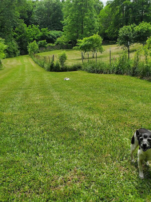 Canine Paradise