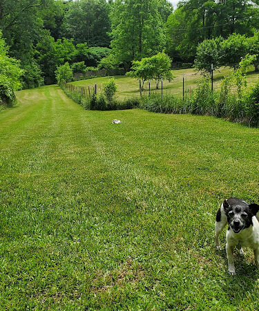 Canine Paradise