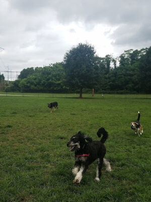 Longford Park/Reynolds' Dog Park