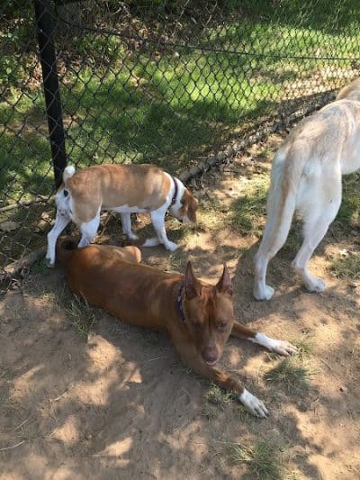 Longford Park/Reynolds' Dog Park - Phoenixville, PA