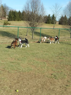 Violet Township Dog Park