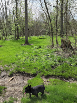 Garbry Big Woods Reserve