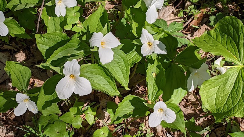 Garbry Big Woods Reserve - Piqua, OH