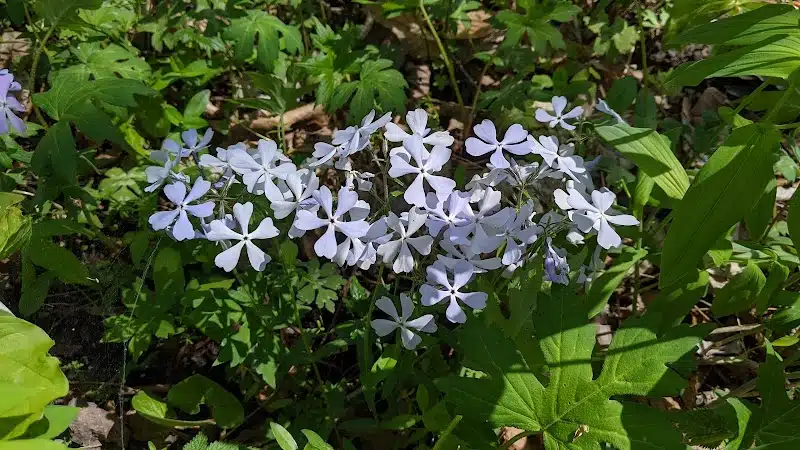 Garbry Big Woods Reserve - Piqua, OH