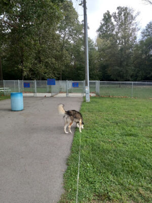 Roadside dog park
