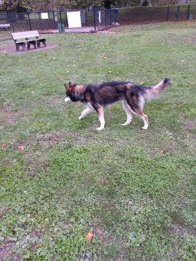 Roadside dog park - Piqua, OH