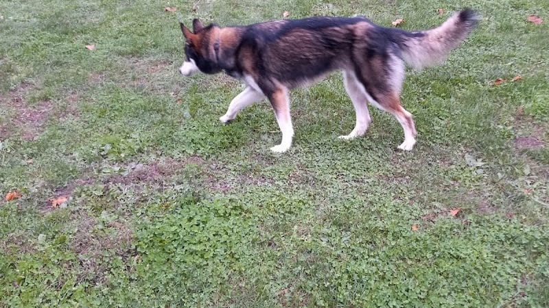 Roadside dog park - Piqua, OH